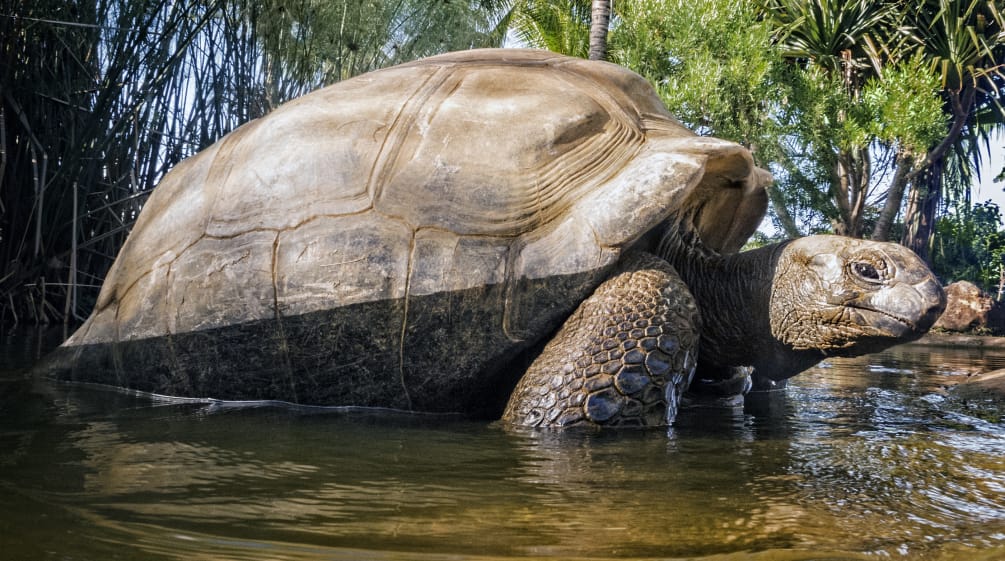 Tortuga gigante de las Seychelles (Aldabrachelys gigantea)