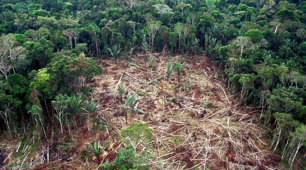 Tala de la Amazonía en Brasil