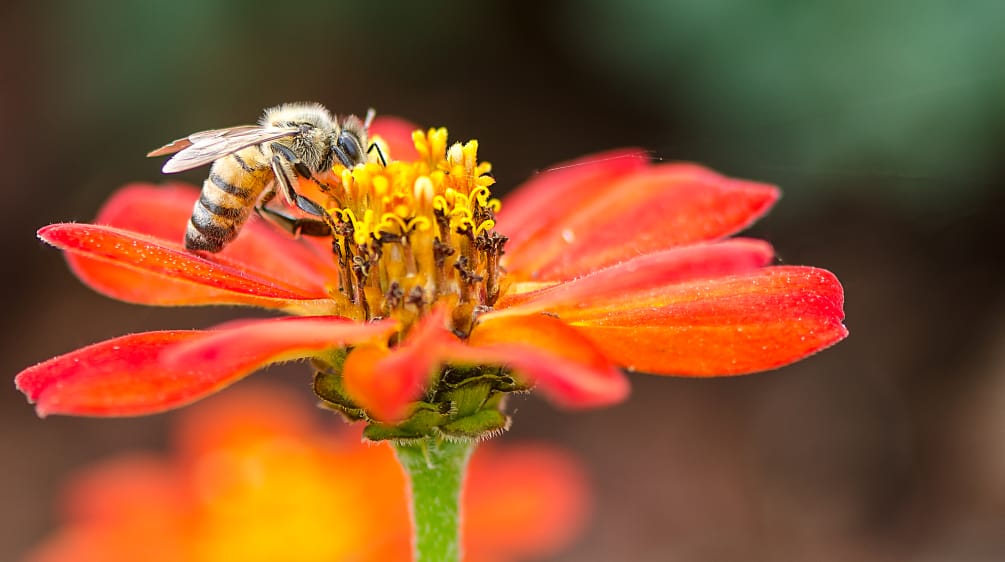 Abeja en una flor