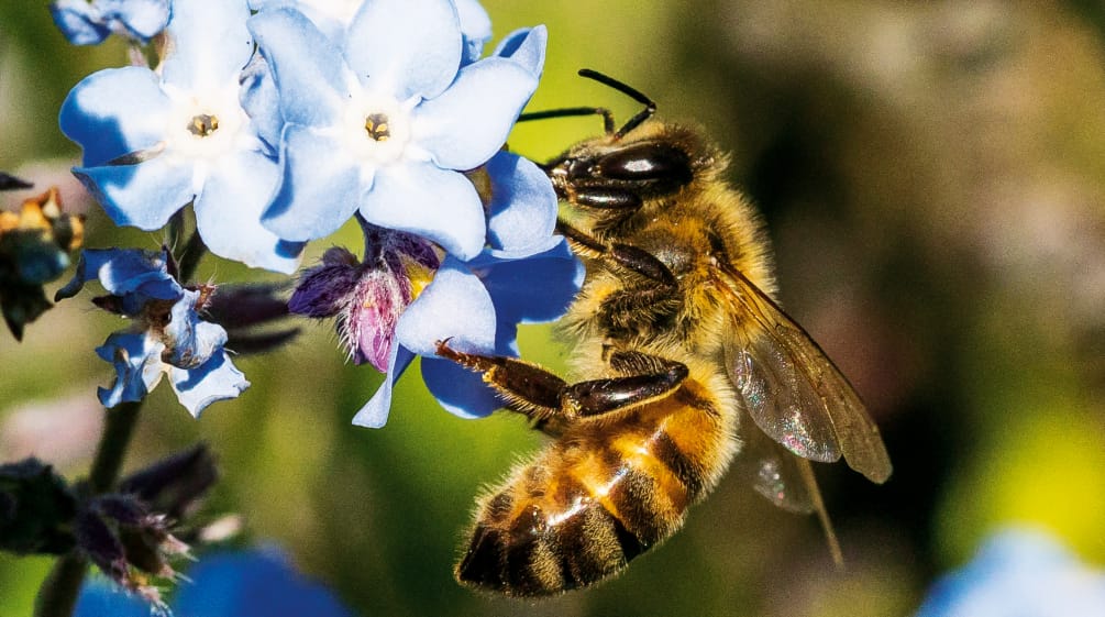 Abeja en una flor