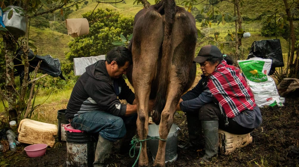 Dos personas ordeñan una vaca. Parroquia La Merced de Buenos Aires, Imbabura, Ecuador