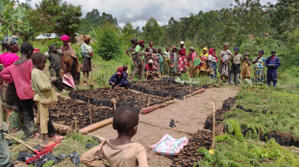 Las comunidades están cultivando árboles jóvenes en un vivero y plantándolos para generar ingresos