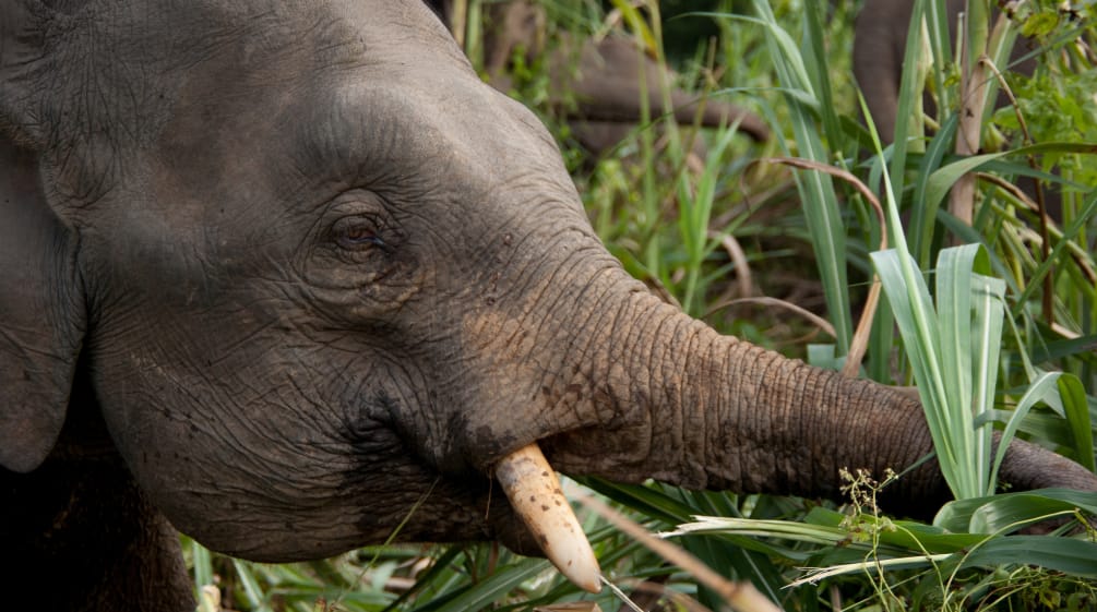 Elefante comiendo