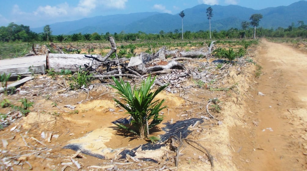 Selva talada en Palawan