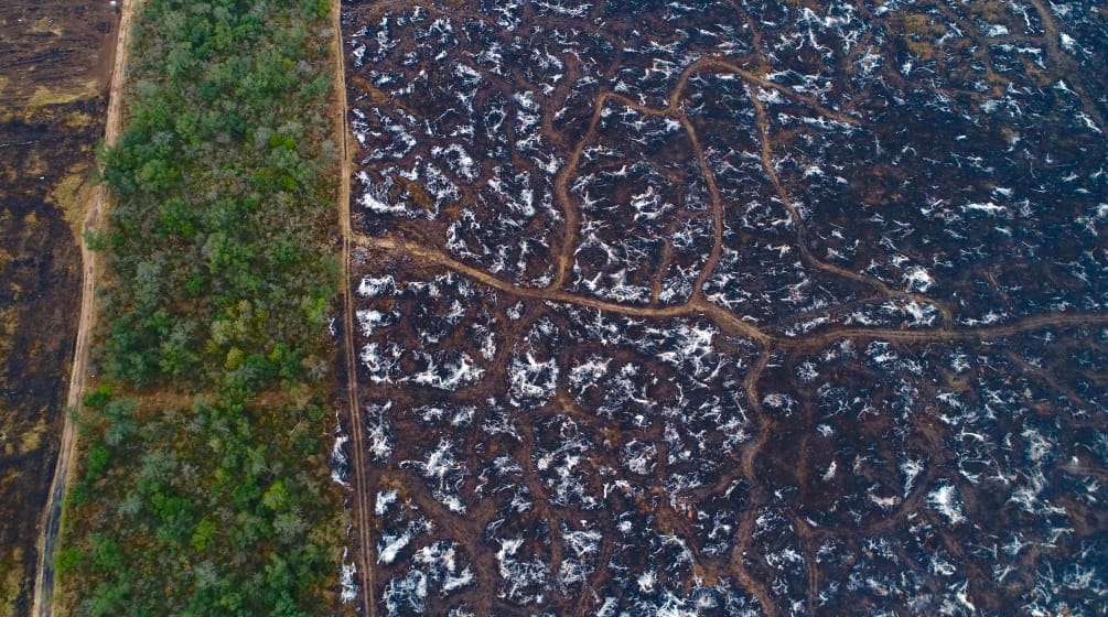 Tala y quema en el Gran Chaco para establecer plantaciones de soja