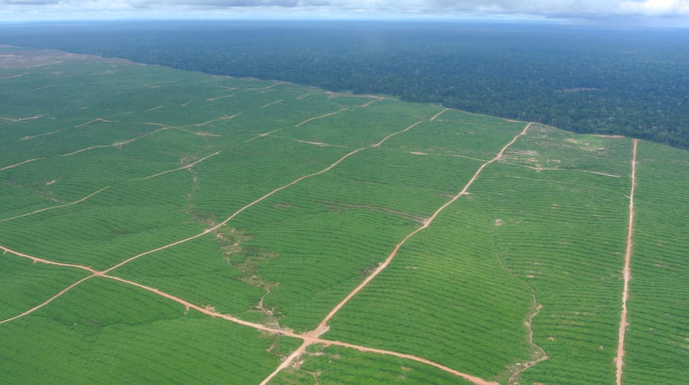 Plantaciones de palma aceitera en Perú