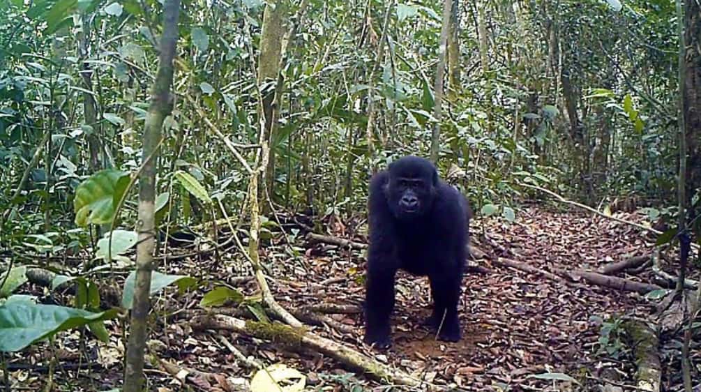 Gorila en el Bosque de Ebo, Camerún