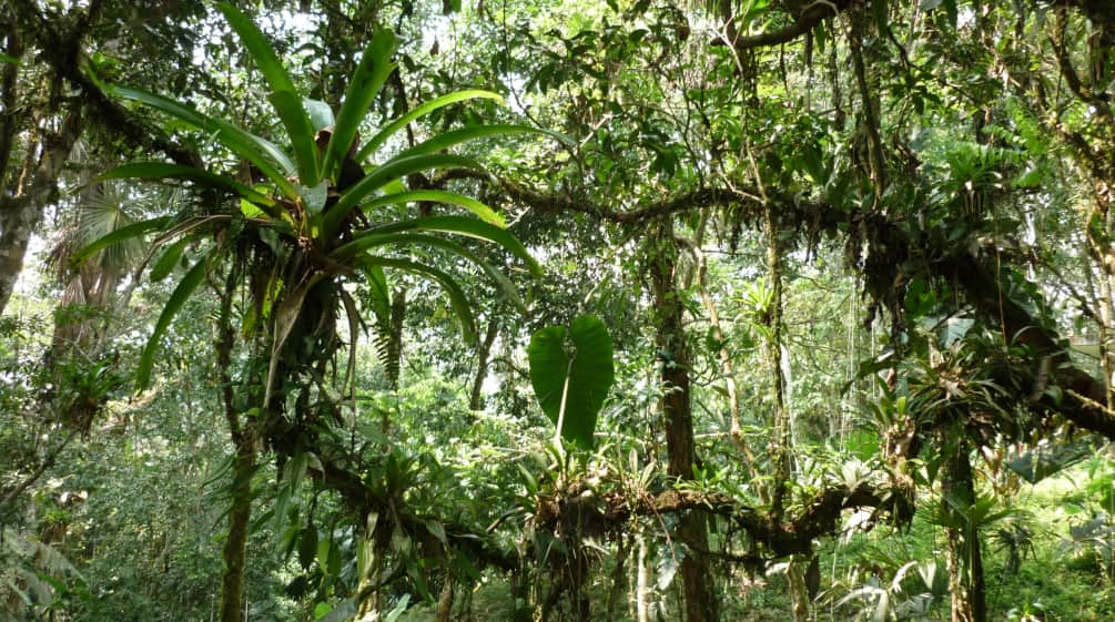 Epifitas en la selva ecuatoriana