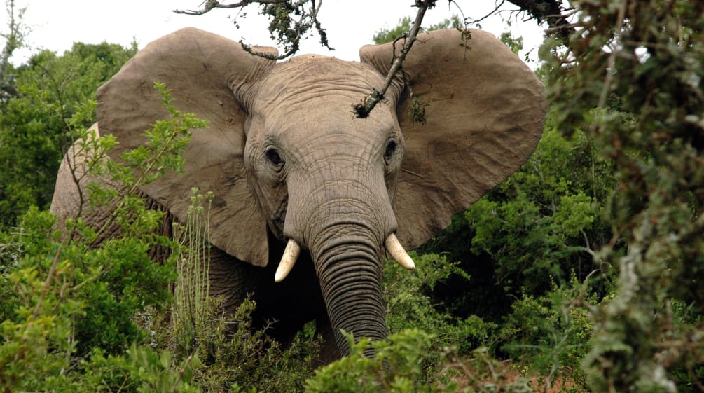 Elefante africano en el bosque