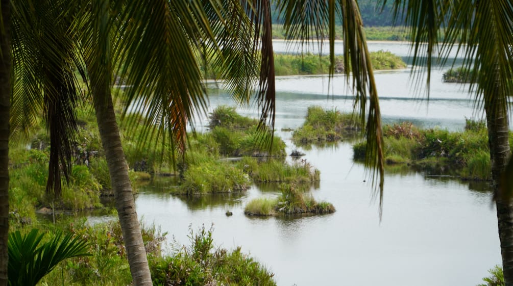 Ecosistema de Paya Nie, Sumatra