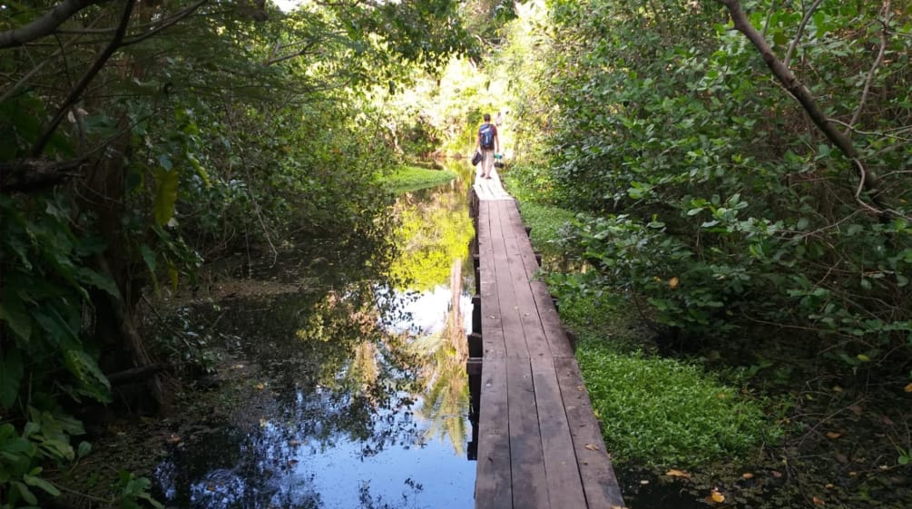 Pasarela de madera en el agua de un manglar de la isla de Cajual