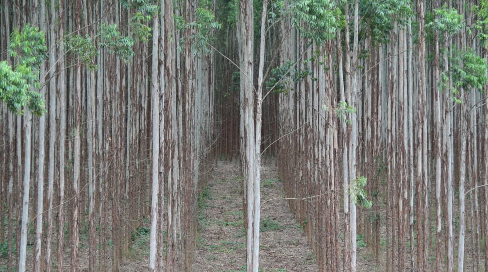 Plantación de eucalipto