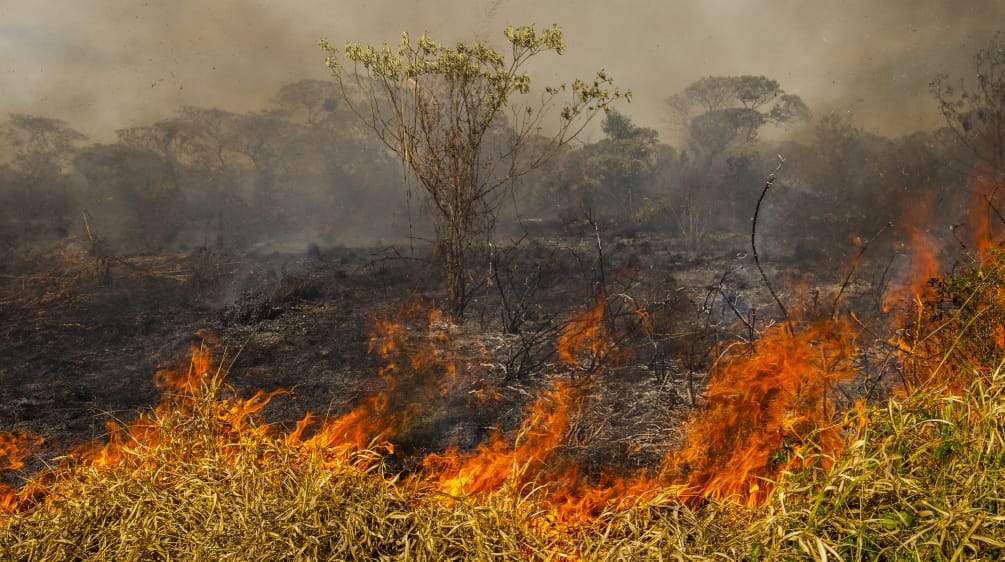 Incendio forestal en Brasil