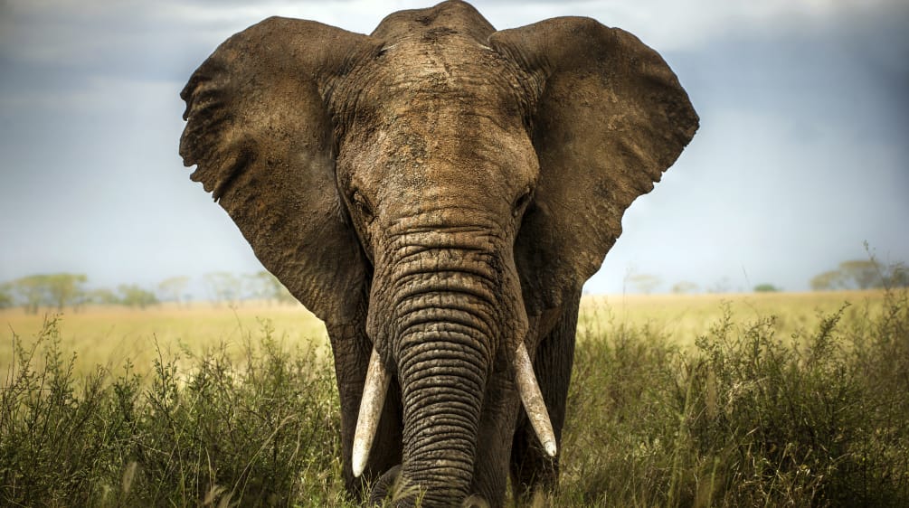 Elefante africano en la savana