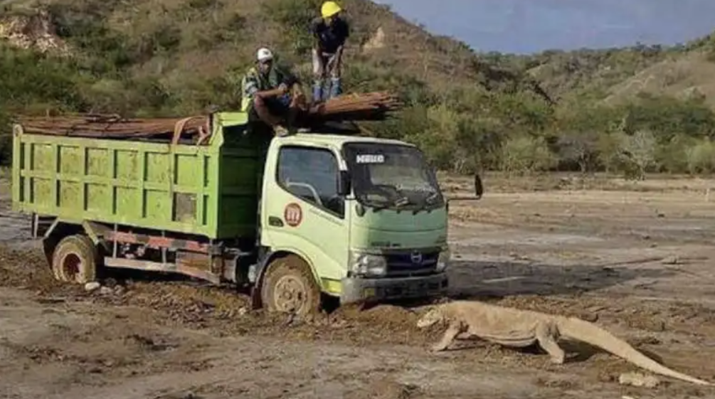 Dragón de Komodo frente a un camión