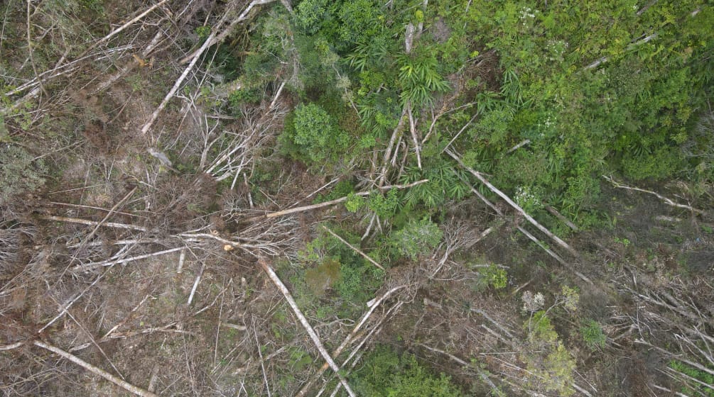 Deforestación para la mina de níquel PT Vale