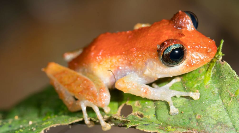 Rana de lluvia o Pristimantis