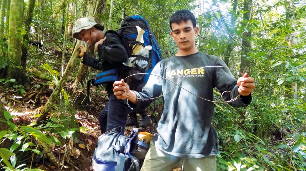 Guardabosques desarmando una trampa para animales, para evitar que caigan y se hagan daño