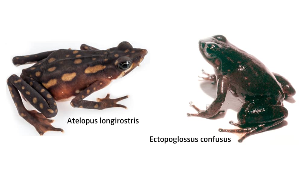 Especies de rana Atelopus longirostris y Ectopoglossus confusus