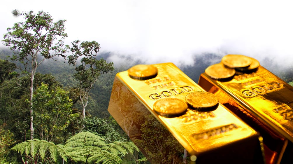 No es oro todo lo que reluce Oro de la selva