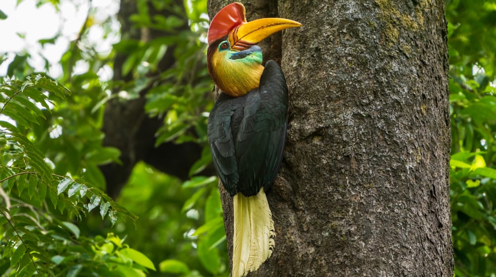 Cálao de casco en Sulawesi, reposando en un tronco de árbol. Al fondo se ve la vegetación.