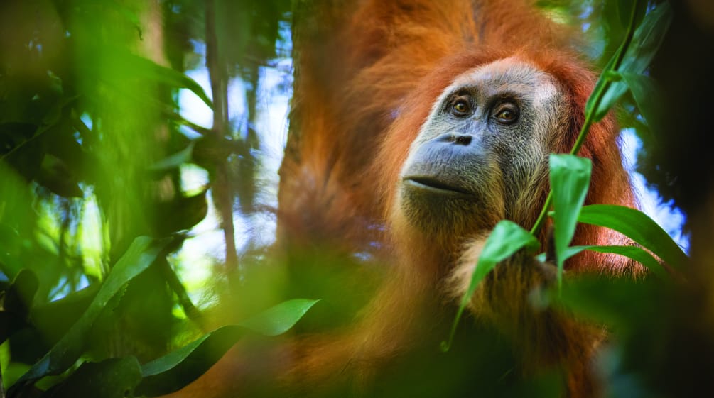 Orangután de Tapanuli o Pongo tapanuliensis