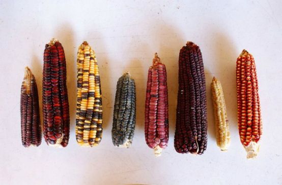 Mazorcas de maíz de diversas especies
