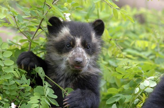 Oso de anteojos en el bosque