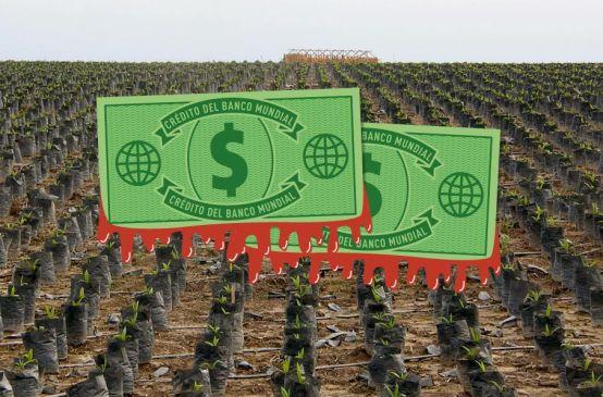 Dólares manchado de sangre sobre una plantación de palma