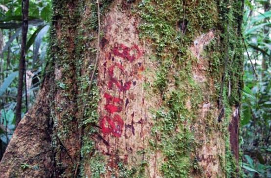 Arboles inventariados en la selva