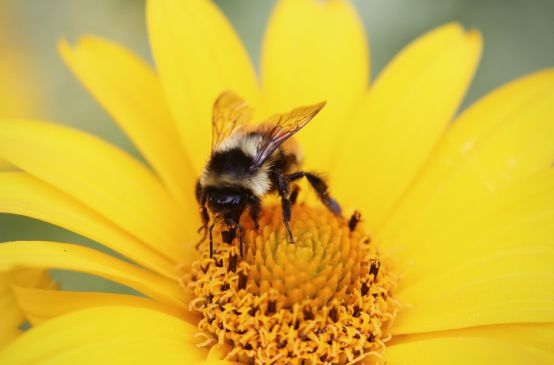 Abeja polinizando una flor