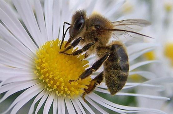Abeja y flor