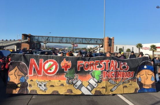 Protestas en Chile contra el modelo forestal y los árboles transgénicos