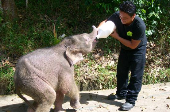 Elefante bebé recibe leche