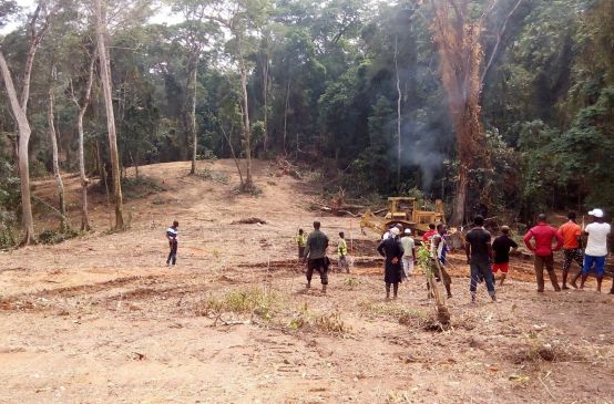 Maquinaria pesada derribando árboles en Cross River, Nigeria