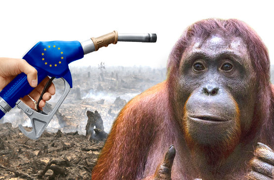 Política de biocombustibles de la UE destruye las selvas tropicales y la biodiversidad