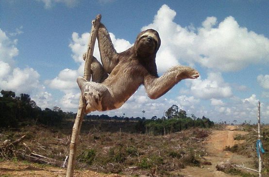 Perezoso en un área deforestada en Perú