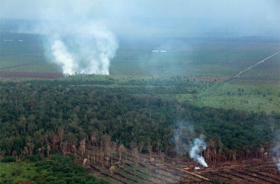 Bosque está siendo quemado y talado