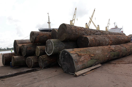 Madera ilegal exportación