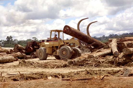 Maquinaria apila troncos recién talados