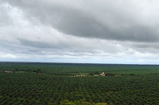 Monocultivo de palma en Honduras