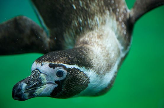 Pingüino Humboldt