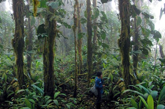 Bosque de niebla amenazado por proyecto minero
