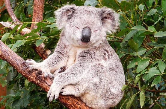 Koala Australia
