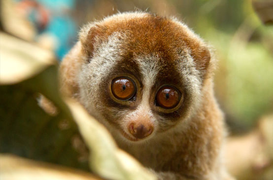 Loris
