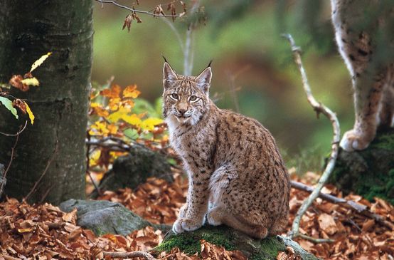 Lince balcánico en el bosque