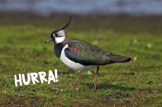 Avefría
