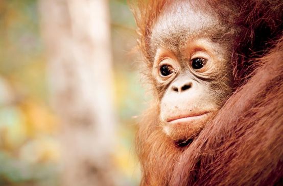 Orangután de cara triste