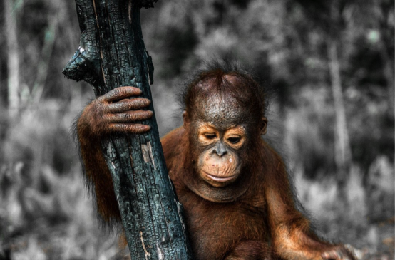Baby orangutan con árbol quemado