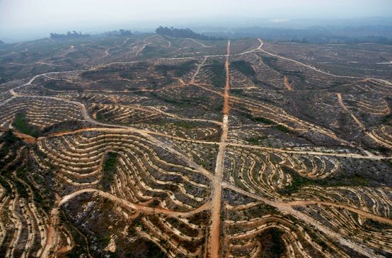 Los daños de las plantaciones de palma aceitera en Indonesia